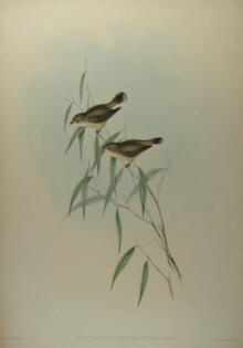 John Gould's Birds of Australia